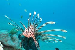 Dive Centre Equinox, Marsa Alam - Red Sea.